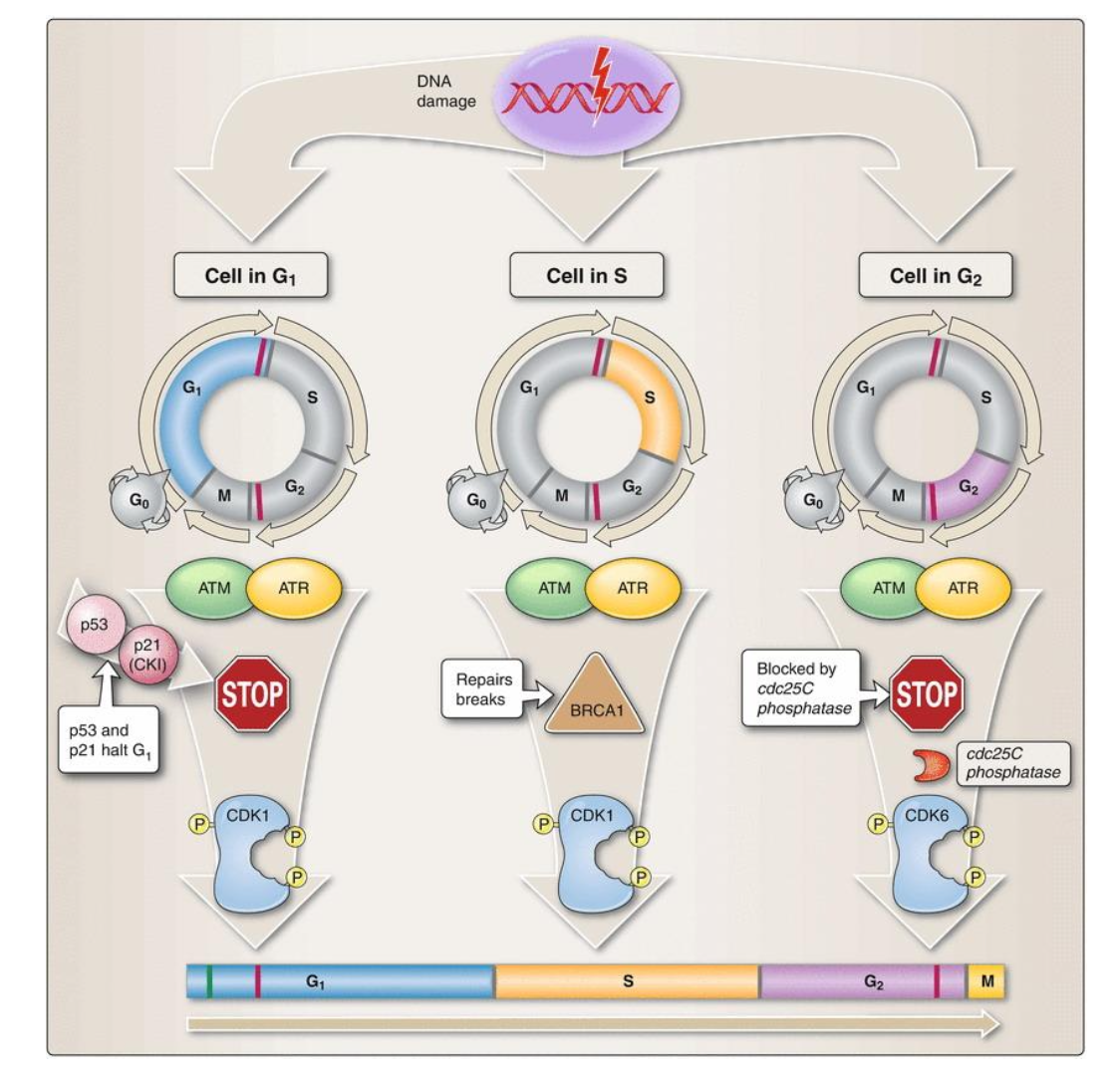 <p>a. Monitors the quality of replicating DNA.</p><p>b. Slows the rate of DNA synthesis if DNA damage occurs during S phase.</p><p>c. BRCA1 plays a role in the repair of double-strand DNA breaks.</p>