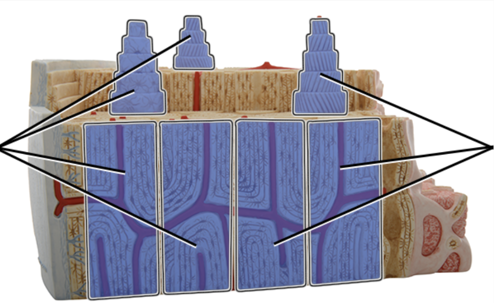 <p>bone longitudinal - what structure is this?</p>