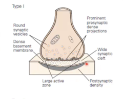 <p>- Glutamatergic</p><p>- Excitatory</p><p>- Round synaptic vesicles</p><p>- Large postsynaptic density</p>