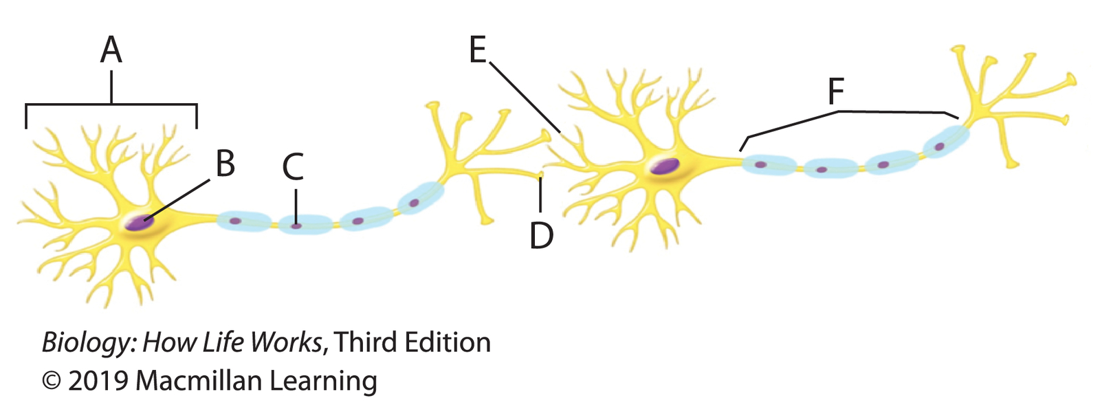 <p>Atropine is a poison that blocks nerve action by binding to acetylcholine (ACh) receptors. Where would you expect to find atropine bound on the figure?</p><p><span>at letter C</span></p><p><span>at letter E</span></p><p><span>at letter D</span></p><p><span>at letter C, letter D, letter E, and letter F</span></p><p><span>at letter F</span></p>