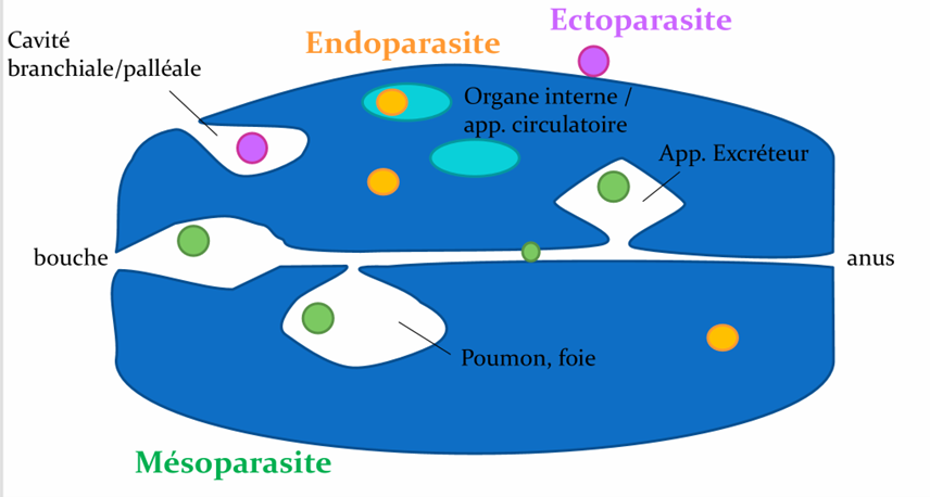 <p>Ectoparasite : parasite à l’extérieur de l’hôte, sur sa surface (ex. tiques, poux, puces, certains crustacés fixés sur poissons).</p><p>Endoparasite : parasite dans les tissus internes de l’hôte (ex. larves de strepsiptères dans hyménoptères, nombreux helminthes).</p><p>Mésoparasite : parasite dans une cavité en contact avec l’extérieur (tube digestif, cavité palléale, voies génitales, branchies, vessie, cavités pulmonaires). Idée importante : le tube digestif est un “dehors interne” au sens strict (cavité ouverte sur l’extérieur).</p>