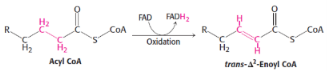 <p>1st step of B-oxydation</p><p>catalysed by <span style="background-color: transparent;"><strong>acyl CoA dehydrogenase</strong></span></p>