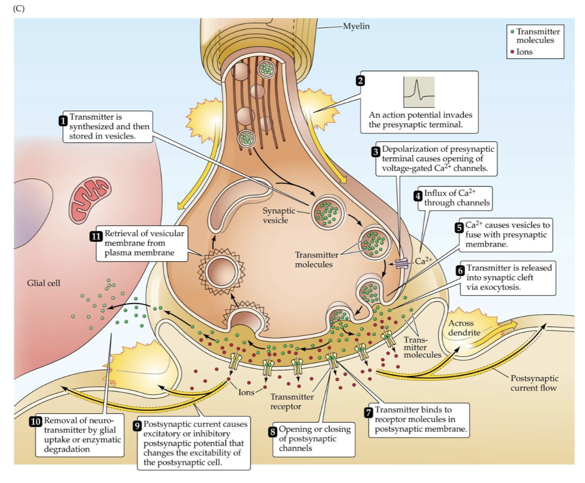 <p>Chemical synapse signaling steps</p>