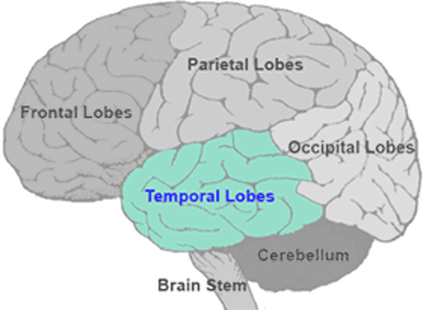 <p> one of the four major lobes of the brain, located on the side of the head, roughly behind the temples (hence the name). It plays a crucial role in auditory processing, memory formation, and language comprehension. Specifically, it houses areas like Wernicke's area, which is vital for understanding speech.</p><p>The temporal lobe houses the auditory cortex, Wernicke's area (on the left side), and long-term memories (encoding, retrieval, storage).</p><p>--> 👂auditory cortex = lesions here cause all things auditory distrubance (agnosia, hallucinations, etc.)</p><p>--> Wernicke's area = LEFT side; 🚫lang. comprehension &amp; production</p><p>--> long-term memories = encoding, retrival, &amp; storage</p>