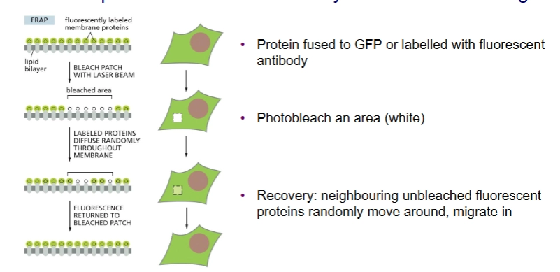 <p>Experiment to observe lateral diffusion of membrane proteins.</p><ul><li><p>you can measure the speed of lateral diffusion by looking at the slope of recovery</p></li></ul><p></p>