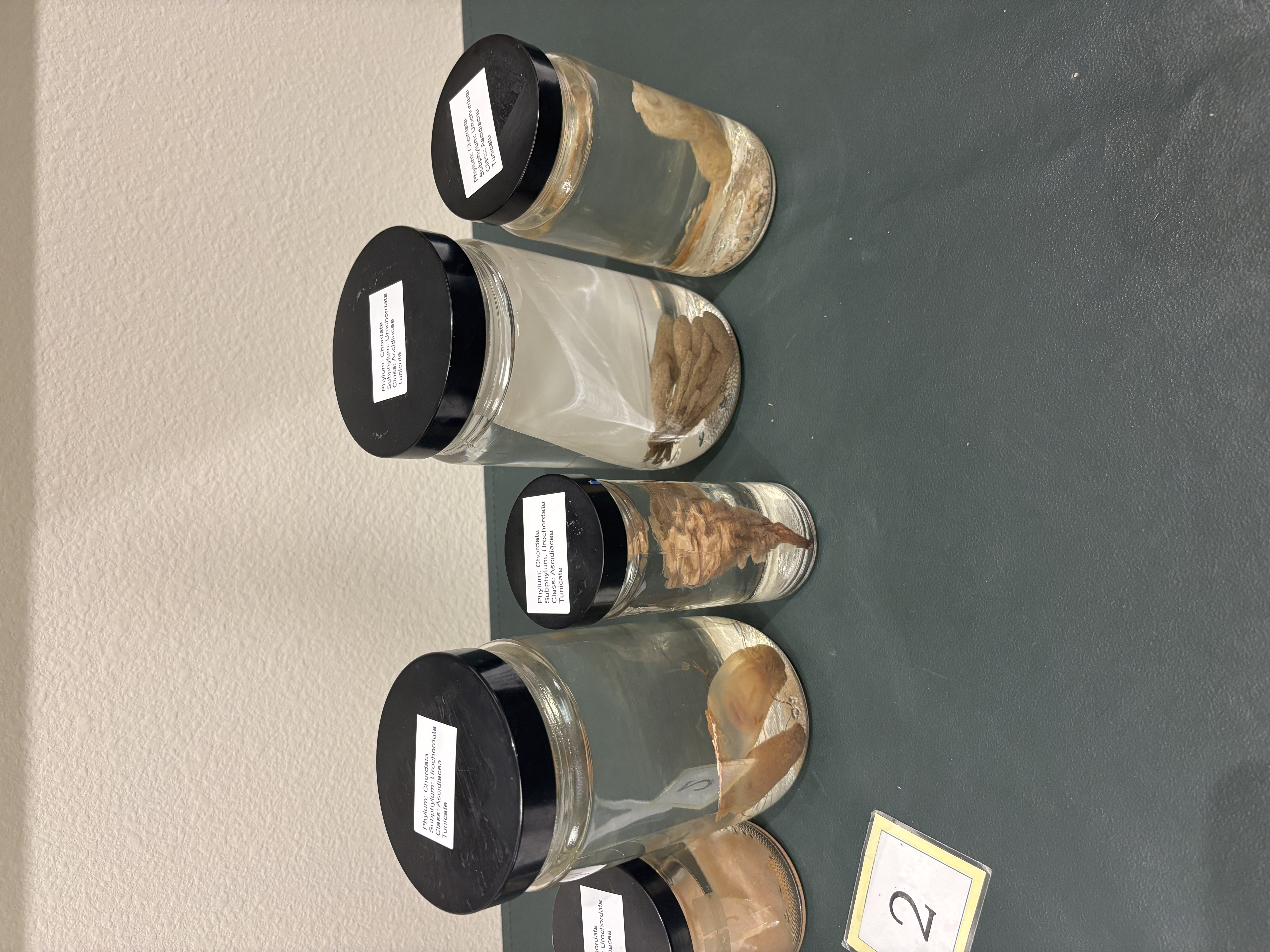 <p>Subphylum Urochordata</p><p>What are the chordates characteristics found in the adults of this subphylum </p>
