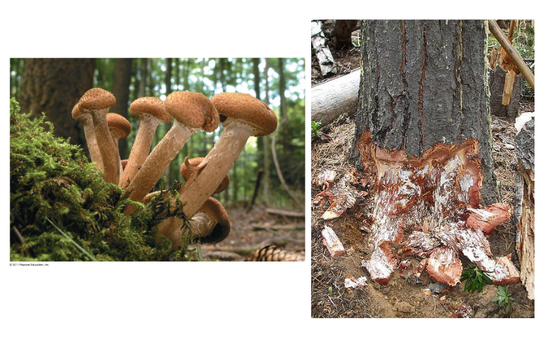 <p>conifer fungus parasite</p><p></p>