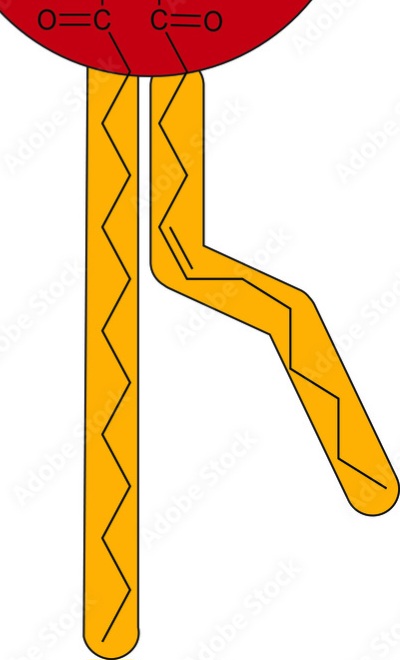 <p>hydrophobic tail</p>