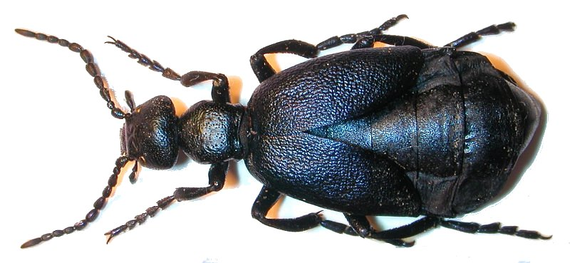 <p></p><p>rad:</p><p>druh:</p>