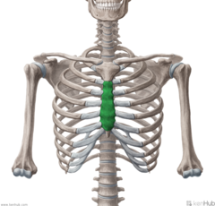 <p>site commonly used for bone marrow sampling</p>