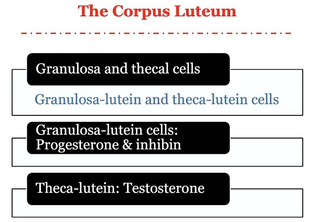 <ul><li><p><strong>Granulosa lutein cells:</strong> secrete <strong>progesterone</strong> and <strong>inhibin</strong>.</p></li><li><p><strong>Theca-lutein cells:</strong> secrete <strong>testosterone</strong>; estrogen also plays a role.</p></li><li><p><strong>Corpus luteum focus:</strong> hormone production, not ovum release.</p></li><li><p><strong>Estrogen-to-progesterone ratio:</strong> critical for <strong>implantation</strong>; imbalance can prevent a fertilized egg from successfully docking in the uterine wall.</p></li><li><p><strong>Docking signals:</strong> hormonal balance and environmental factors (e.g., nicotine) influence early pregnancy success.</p></li></ul><p></p>