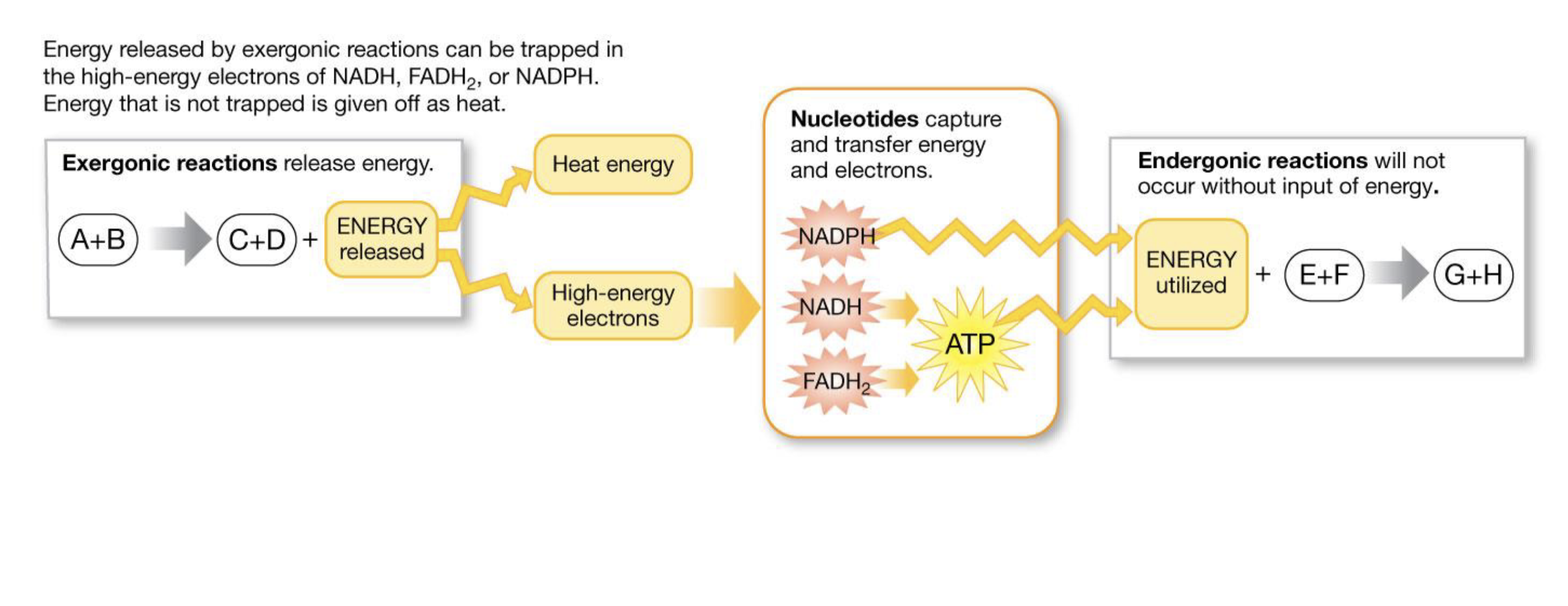<ul><li><p>Energy from exergonic reactions can be transferred to endergonic reactions to power them </p></li></ul><p>- Energy transported through high energy electrons, if not trapped it is given off as heat </p><p></p>
