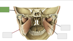 <p>Muscles of mastication: This is the</p>