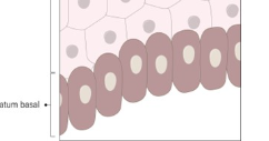 <p>deepest with kerato/hyalin granules </p>