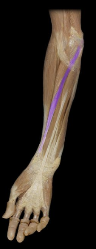 <p>What the highlighted structure is acting on the <strong><mark data-color="#ffdb9c" style="background-color: rgb(255, 219, 156); color: inherit;">Wrist and Hands</mark>.</strong> What muscle is this called?</p>