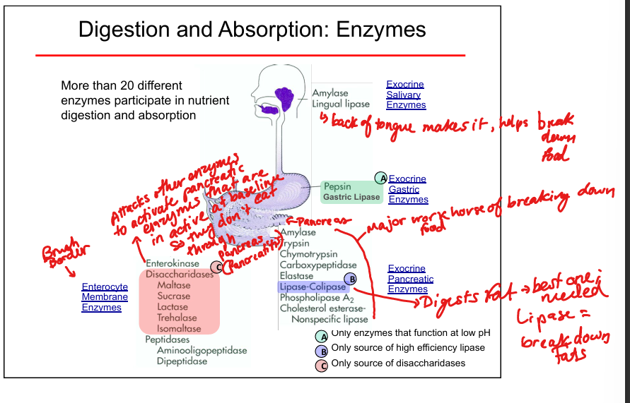 knowt flashcard image