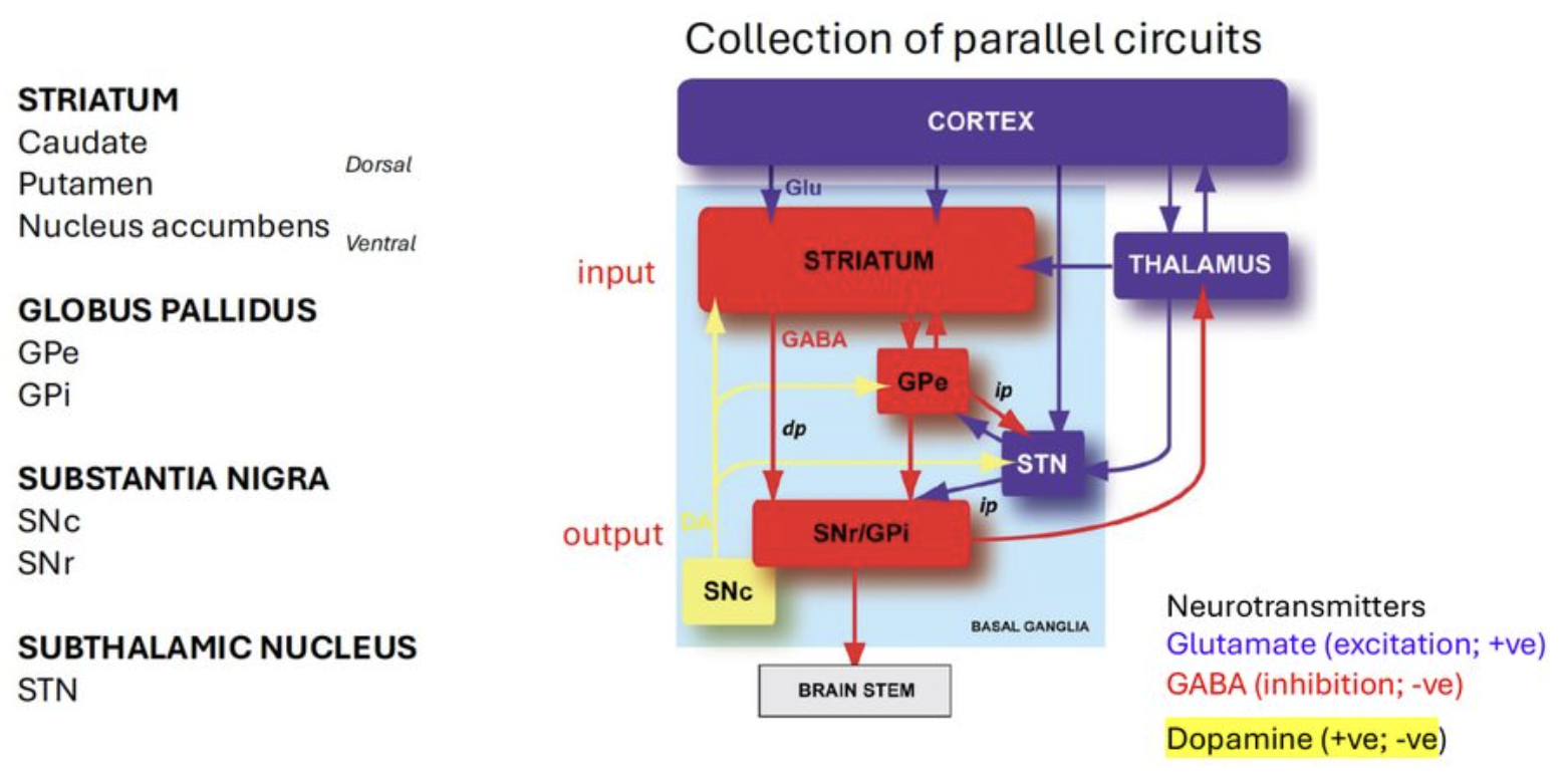<p>STRIATUM</p><ul><li><p>caudate</p></li><li><p>putamen</p></li><li><p>nucleus accumbens</p></li></ul><p>GLOBUS PALLIDUS</p><ul><li><p>external and internal</p></li></ul><p>SUBSTANTIA NIGRA</p><ul><li><p>Pars compacta</p></li><li><p>Pars reticulata</p></li></ul><p>NEUROTRANSMITTERS</p><ul><li><p>Glutamate (excit)</p></li><li><p>GABA (inhib)</p></li><li><p>Dopamine (excit + inhib)</p></li></ul><p>SUBTHALAMIC NUCLEUS </p><p></p>