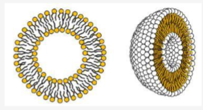 <p>Liposomes are often consisting of </p>