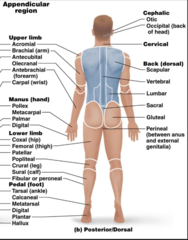 <p>back of body</p>