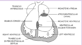 <p>What does the image represent? What occurs during this phase? Identify the week of development.</p>