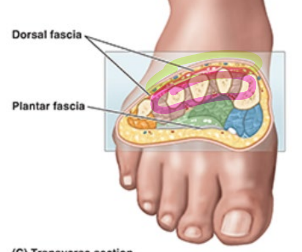 <ul><li><p>muscles that contrib to movement of <strong>lateral 4 digits</strong></p></li><li><p>(pink outline)</p></li></ul><p></p>