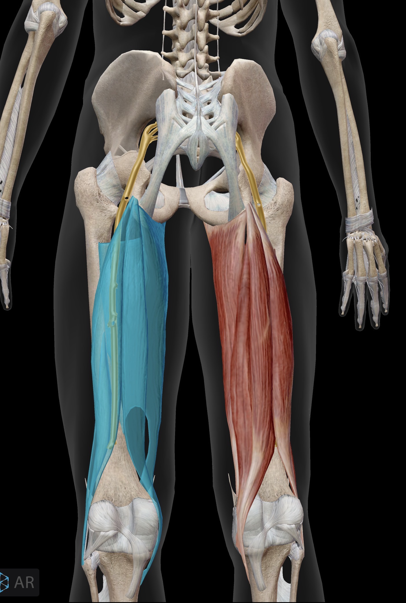 <p>Sciatic nerve</p>