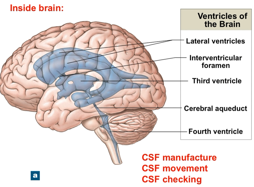 <p>CSF moves through ventricles</p>
