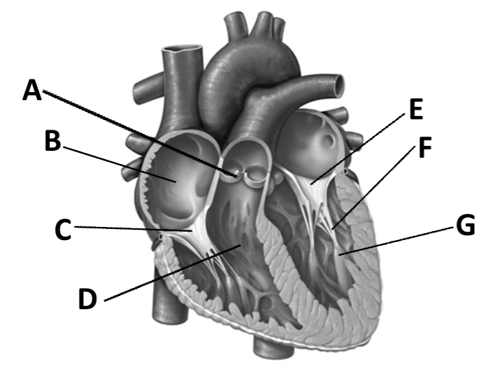 <p>name of B</p>