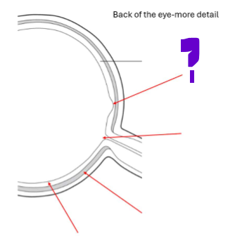 <p>What is this part of the back of the eye?</p>