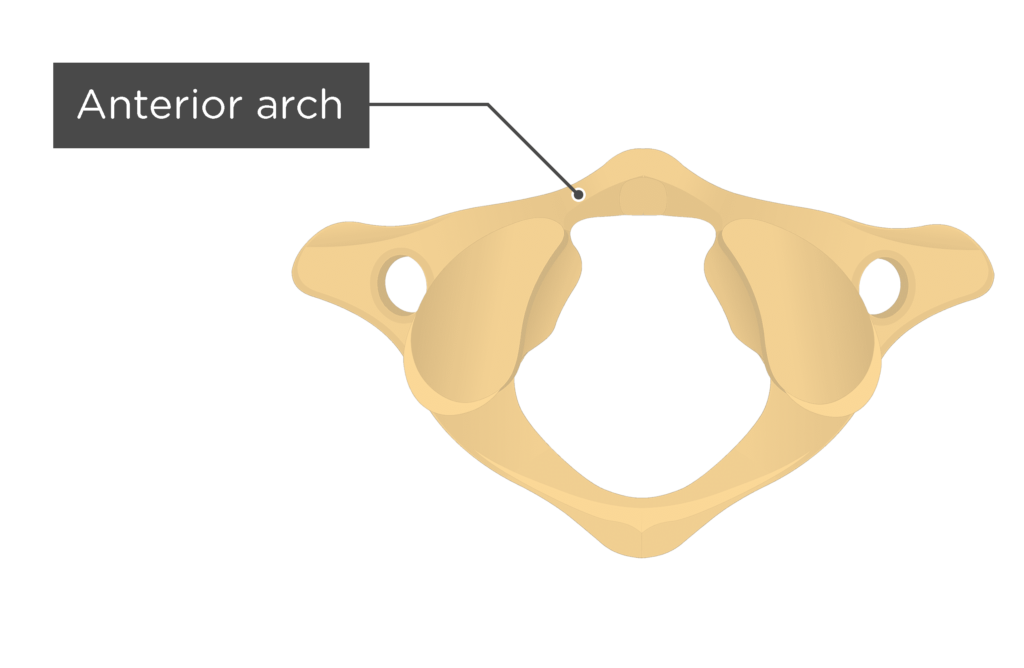 <p>Atlas: anterior arch</p>