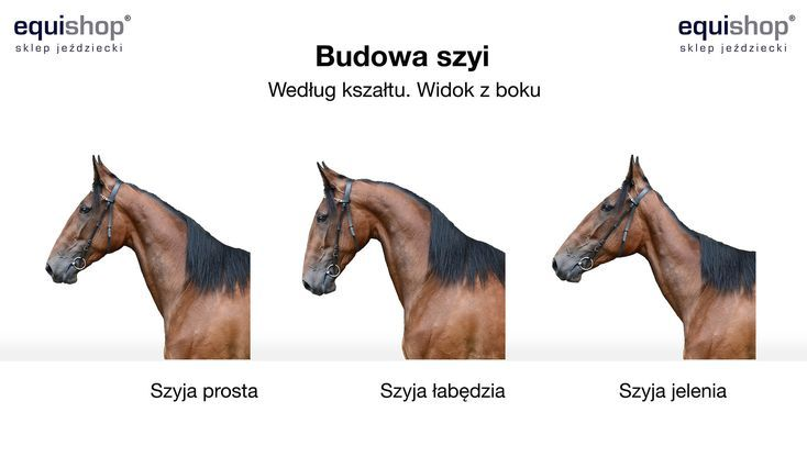 <ul><li><p> prosta, łabędzia i jelenia, </p></li><li><p> za prawidłowy kąt szyi uznaje się 45°, co jest korzystne dla działania mięśni i obręczy barkowej, co wpływa na prawidłowy wykrok kończyny piersiowej</p></li></ul><p></p>
