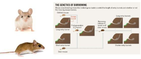 <ul><li><p>Behaviors can be adaptations </p></li><li><p>Also influenced by environment </p></li></ul><p></p>