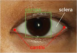 <ul><li><p><span>the&nbsp;whites&nbsp;of&nbsp;the&nbsp;eyes&nbsp;muscles&nbsp;attach&nbsp;here</span></p></li></ul><p></p>