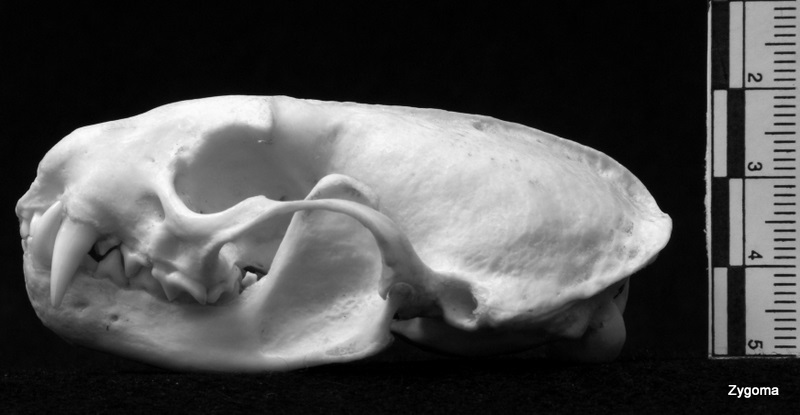 <p>Feet: 5-5, badger plantigrade, weasels digitigrade.</p><p>Teeth: 3/3,1/1<strong>, 3/3,1/2</strong>. <strong>Prominent carnassial pair. Upper molar dumbbell shaped. </strong></p><p>Skull: Small, blocky, rostrum much shorter than long, flat braincase. <strong>C shaped glenoid fossa. </strong>Prominent , long auditory bullae. <strong>No alisphenoid canal.</strong></p>