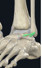 <p>What is the origin of the anterior talofibular ligament?</p>