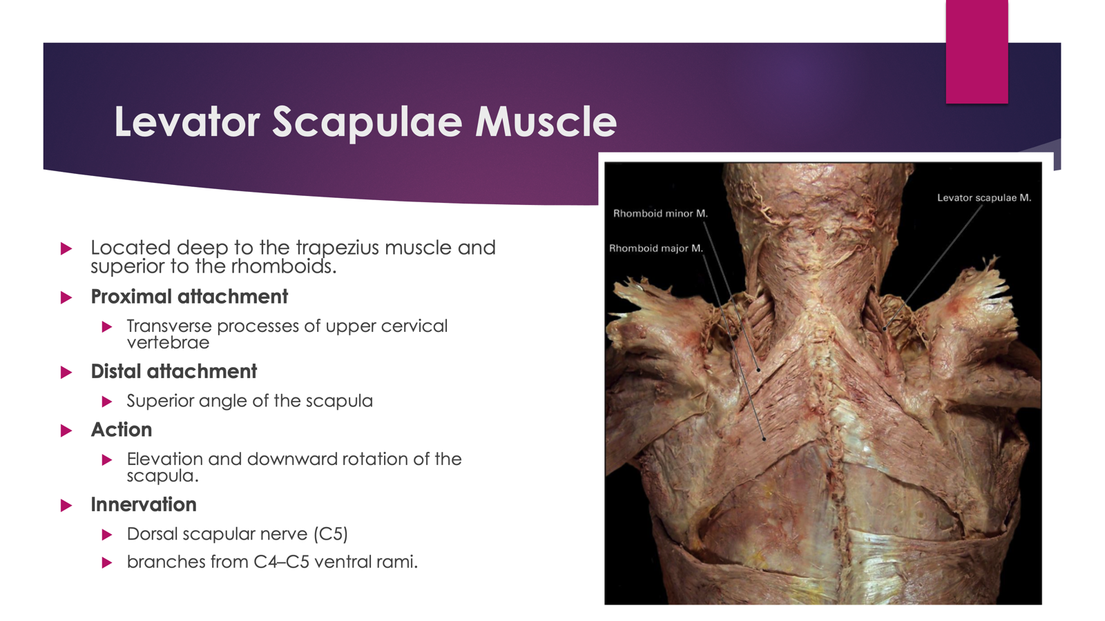 <p>Innervated by: <strong>Dorsal Scapular Nerve (C5)</strong></p><p></p><p>Action: <strong>Elevates scapula, downward rotation </strong></p>