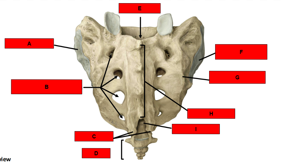 <p>What indicated by H?</p>