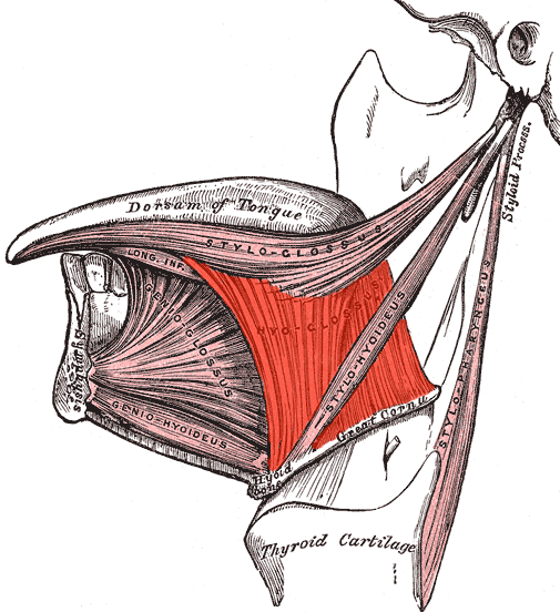 <p> Side of the tongue; runs from the hyoid toward the tongue.</p>