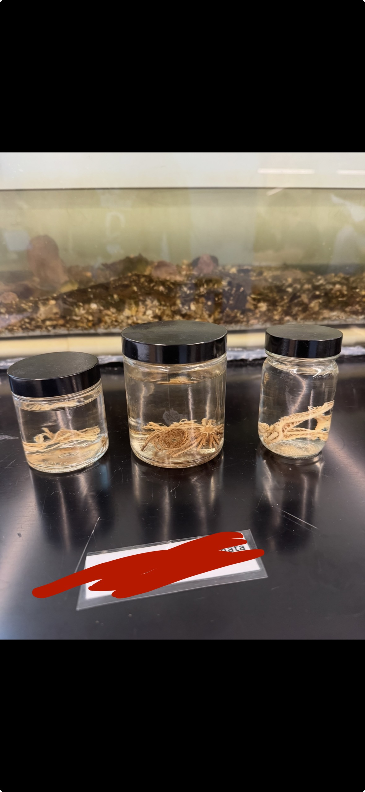 <p>Phylum?</p><p>Class?</p>