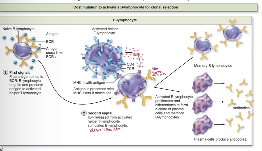 <p>Activation of B-lymphocyte</p>