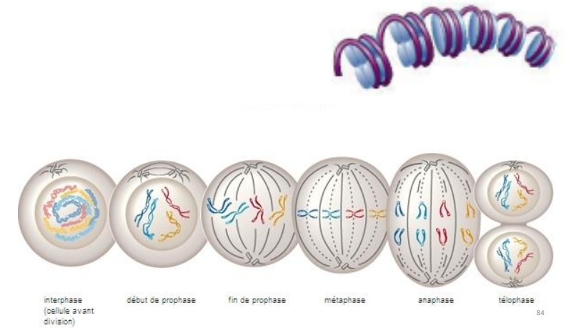 <p>Amas diffus d’ADN. </p><p>Lors de la mitose, le processus de division cellulaire, elle s’organise sous forme de 46 unités : </p><ul><li><p>Les Chromosomes.</p></li></ul><p></p>