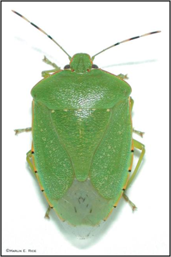 <p>Identify the…</p><ol><li><p>Insect</p></li><li><p>Order</p></li><li><p>Stage</p></li><li><p>Mouthpart</p></li></ol><p></p>