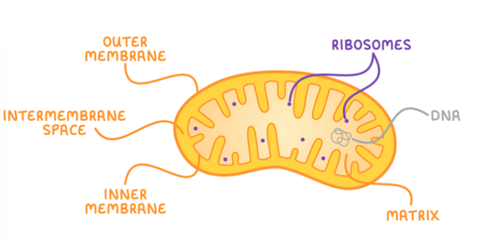 <p>A double membrane, with the inner membrane folding to form cristae. Contains a liquid called matrix. Contain their own DNA and ribosomes (endosymbiotic theory).</p><p>Site of aerobic respiration, produces ATP.</p>
