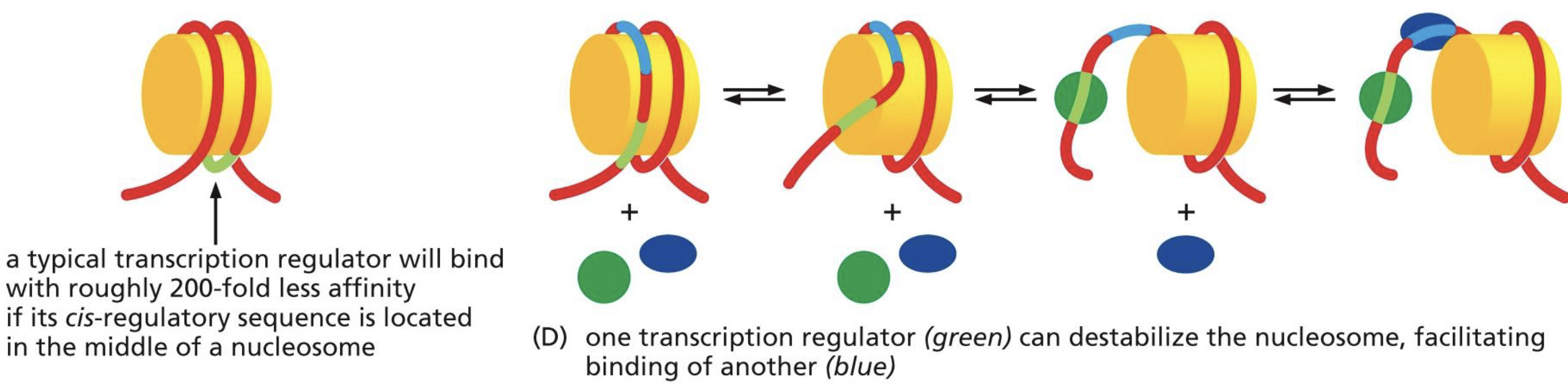 <p>if the surface the TF binds is wound around nucleosome, it cannot bind. some TFs can destabilize nucleosomes to facilitate binding. </p><p>note: epigenetic stuff happening parallel to. this</p><p></p>
