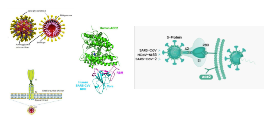 <p>First step in SARS-CoV-2 cell entry: binding of spike protein to receptor, ACE2</p>