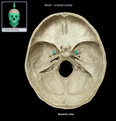 <p>exit for mandibular division</p>