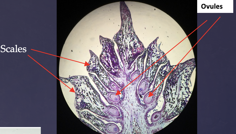 <p>The pointy parts are the <strong>scales</strong> and the pink sacs are the <strong>ovules</strong> </p>