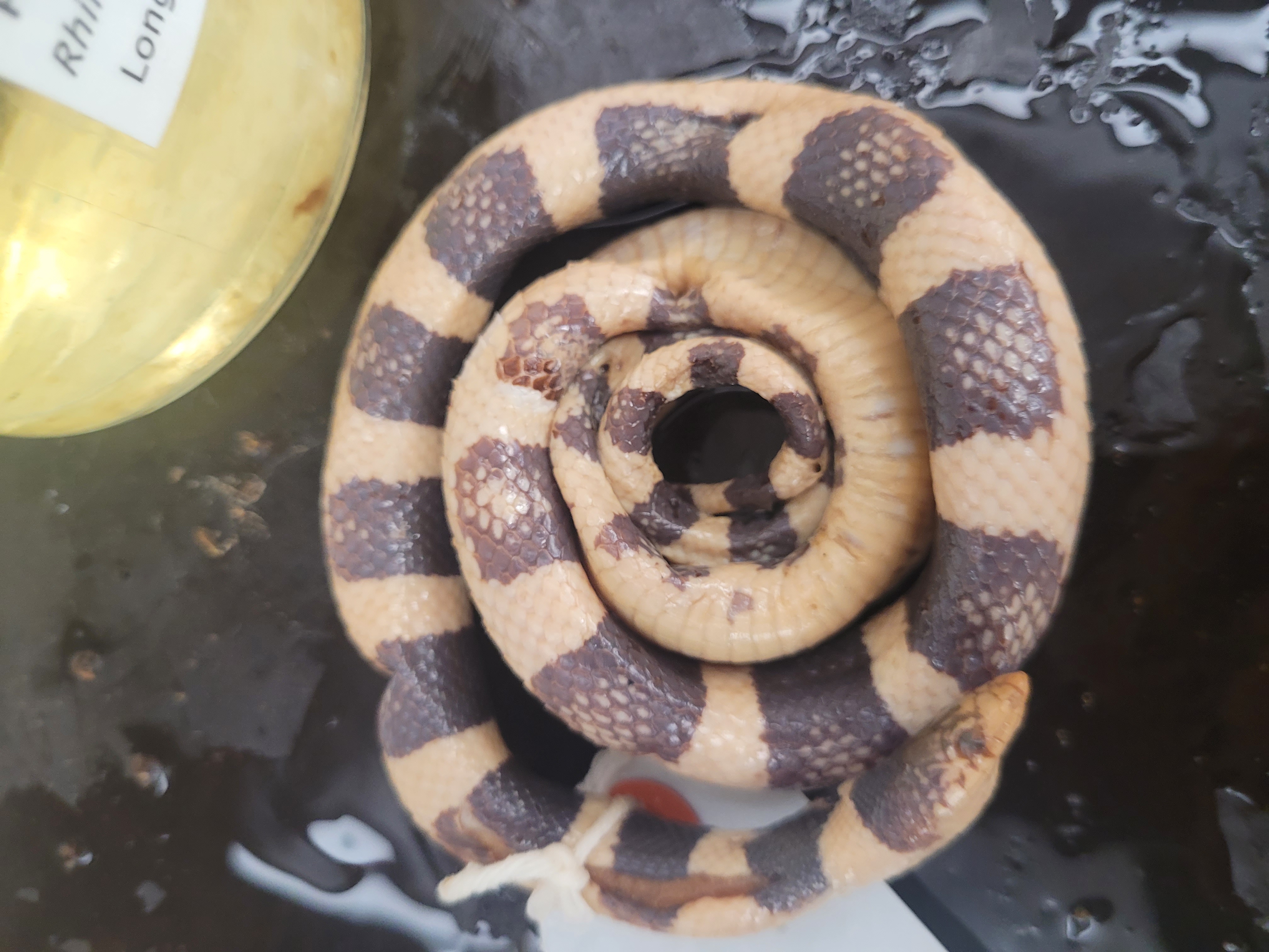 <p>What species is this</p>