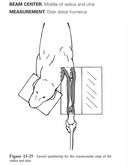 <p>Craniocaudal view of radius and ulna</p>