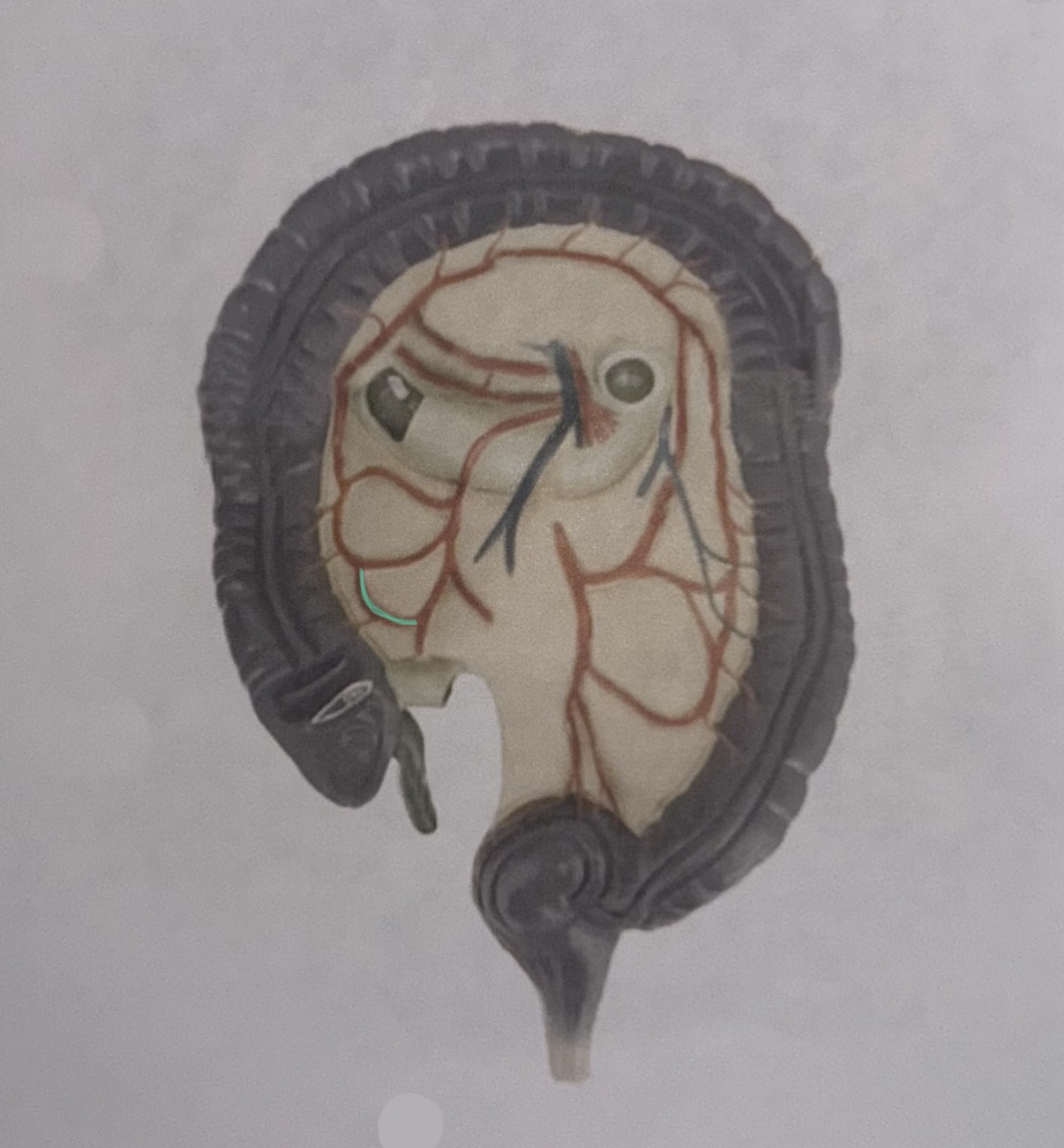 knowt flashcard image